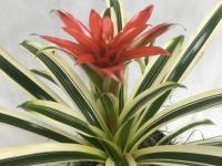 Plant Spotlight: Bromeliad