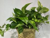 Caring for indoor potted plants