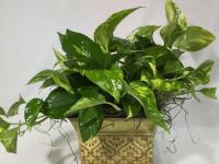 Tips for Caring for Houseplants