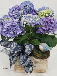 Blue hydrangea blooming plant