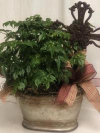 china doll potted plant