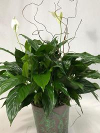 decorated peace lily