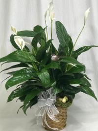 Peace Lily potted plant