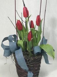tulip blooming plant