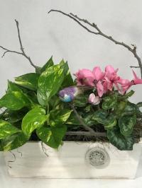 cyclamen and pothos ivy