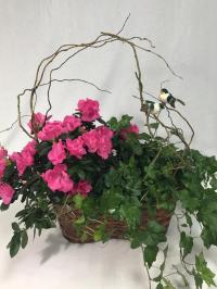 pink azalea and English ivy