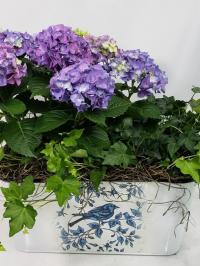 hydrangea blooming plant and english ivy