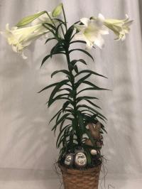 easter lily Plant