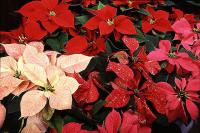 Poinsettia Plants are here