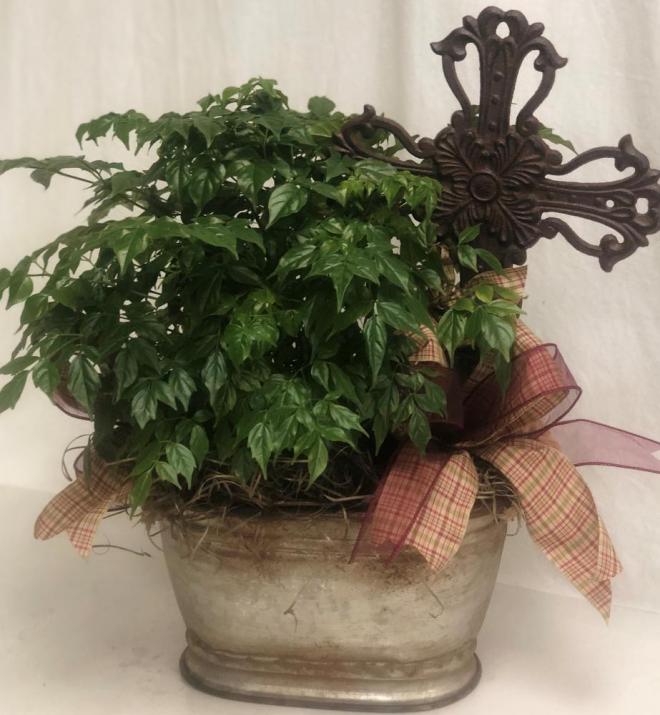china doll potted plant