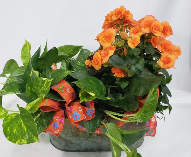 begonia and pothos ivy