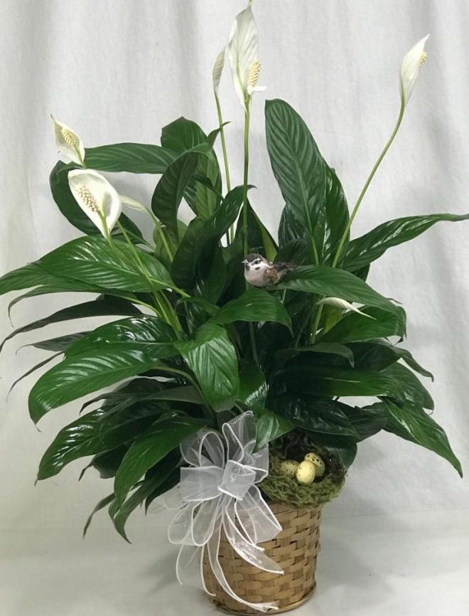 Peace Lily potted plant