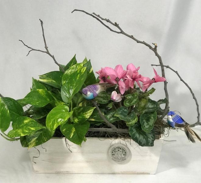 cyclamen and pothos ivy