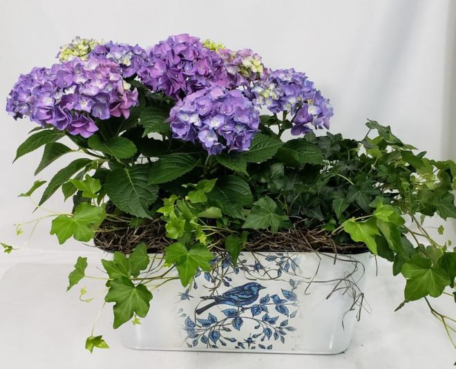 hydrangea blooming plant and english ivy