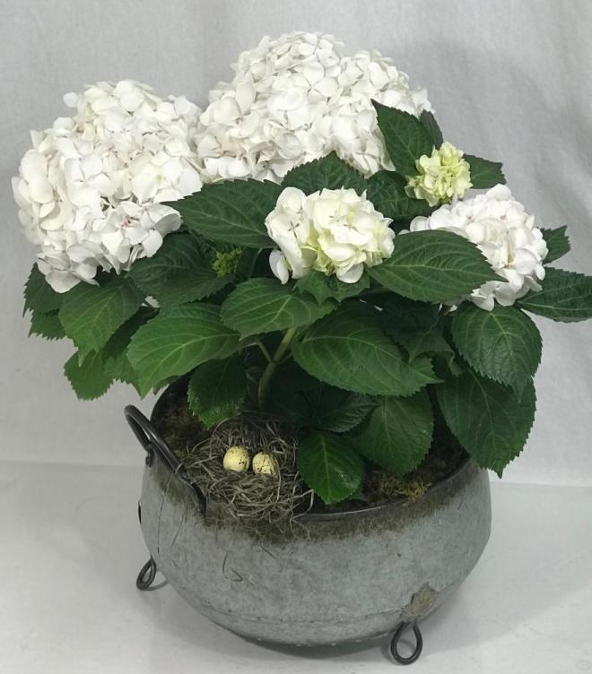 white hydrangea Plant